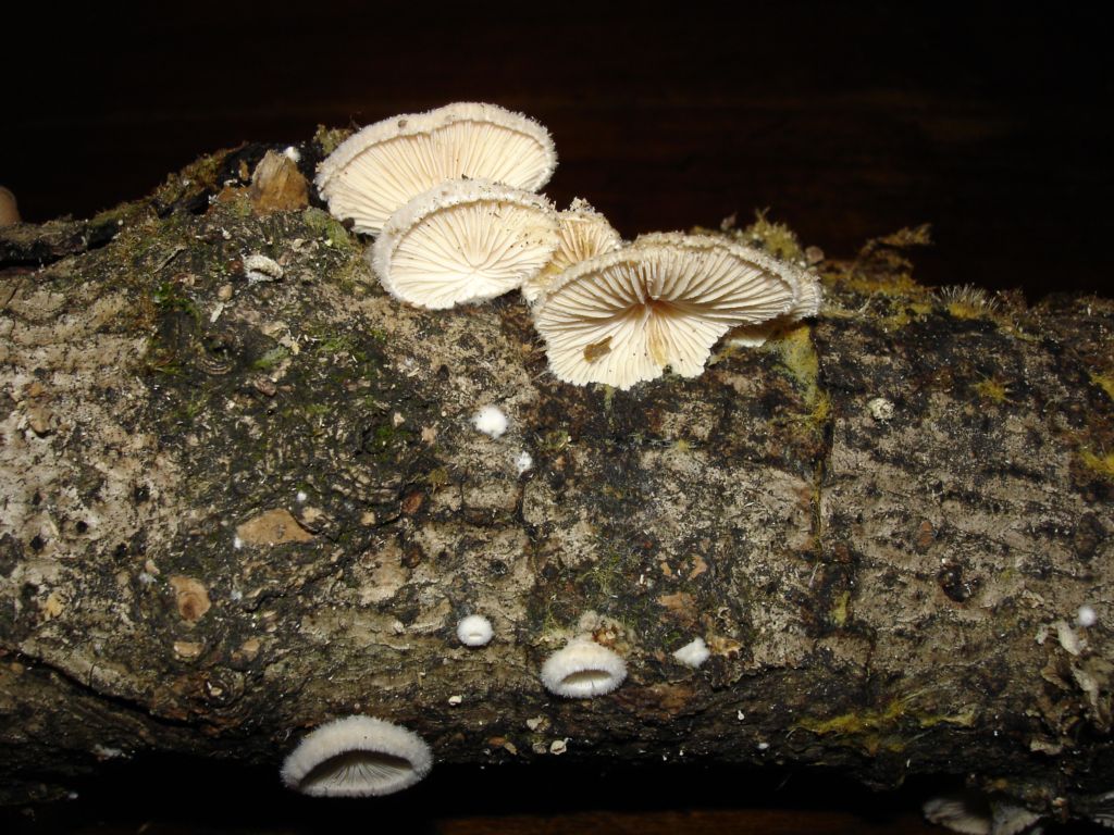 Schizophyllum commune